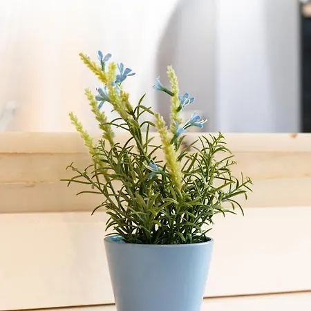 Joivy Superb In Centre * Cascaes